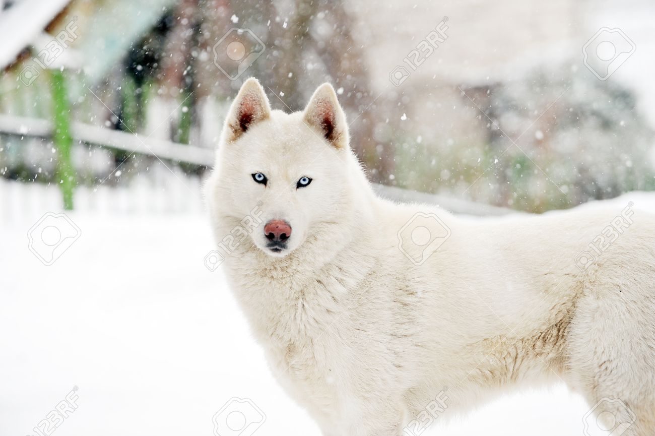 white dog in snow