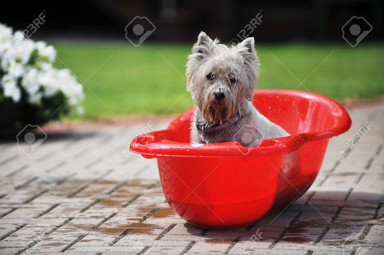 wet dog in baby bathtub. process of bathing - 14871002 wet dog in baby bathtub. process of bathing - 14871002