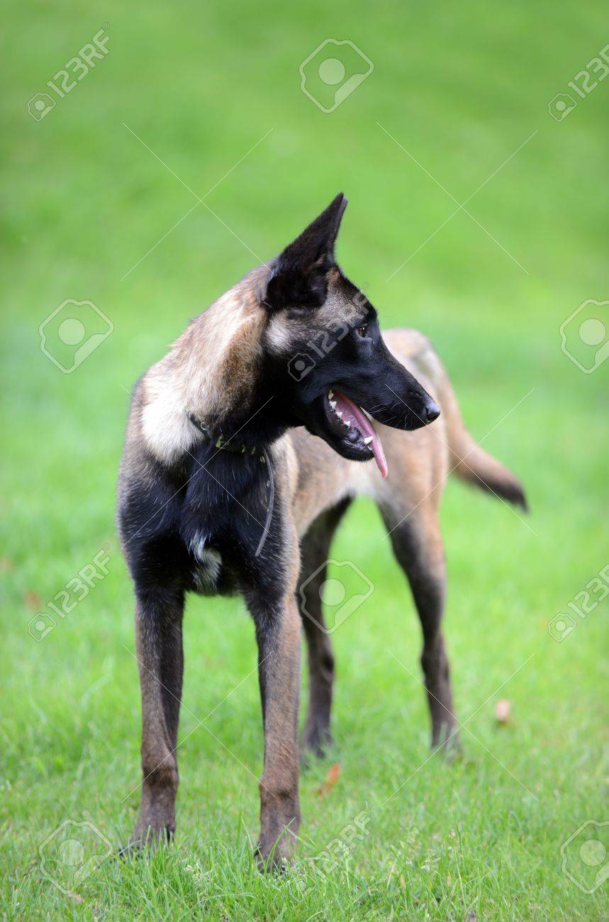 Belgian Malinois Months 2025