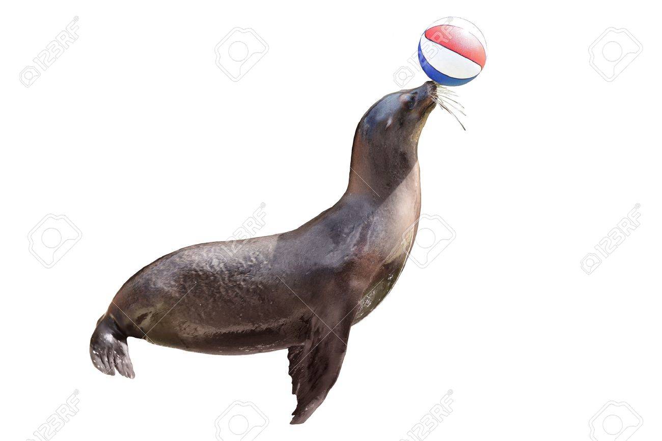 ステージ上のボールで遊ぶ訓練のオットセイ の写真素材 画像素材 Image