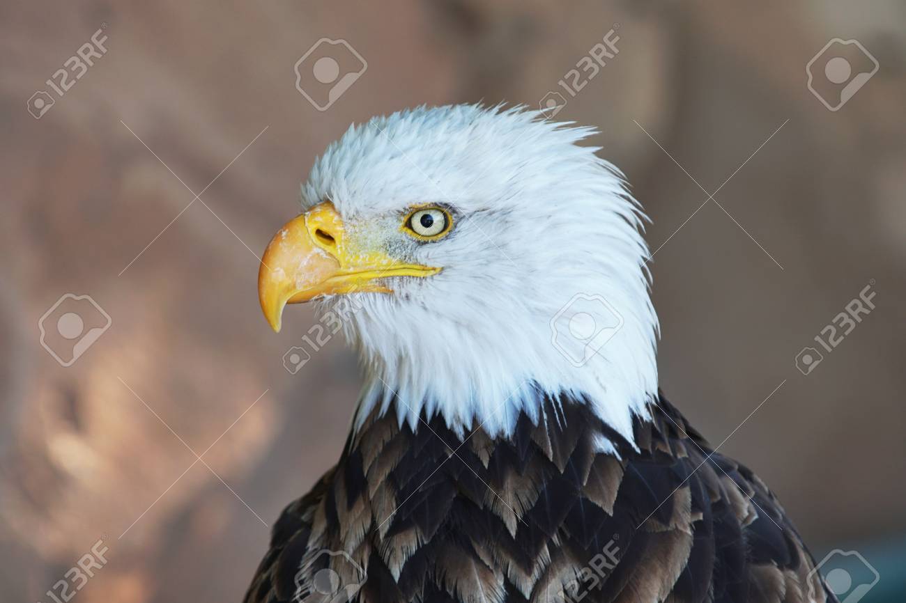 Bird Of Prey Yellow Beak 5