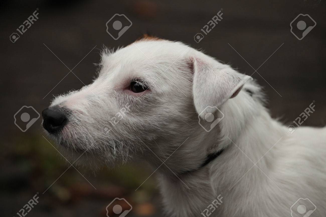 white wire terrier