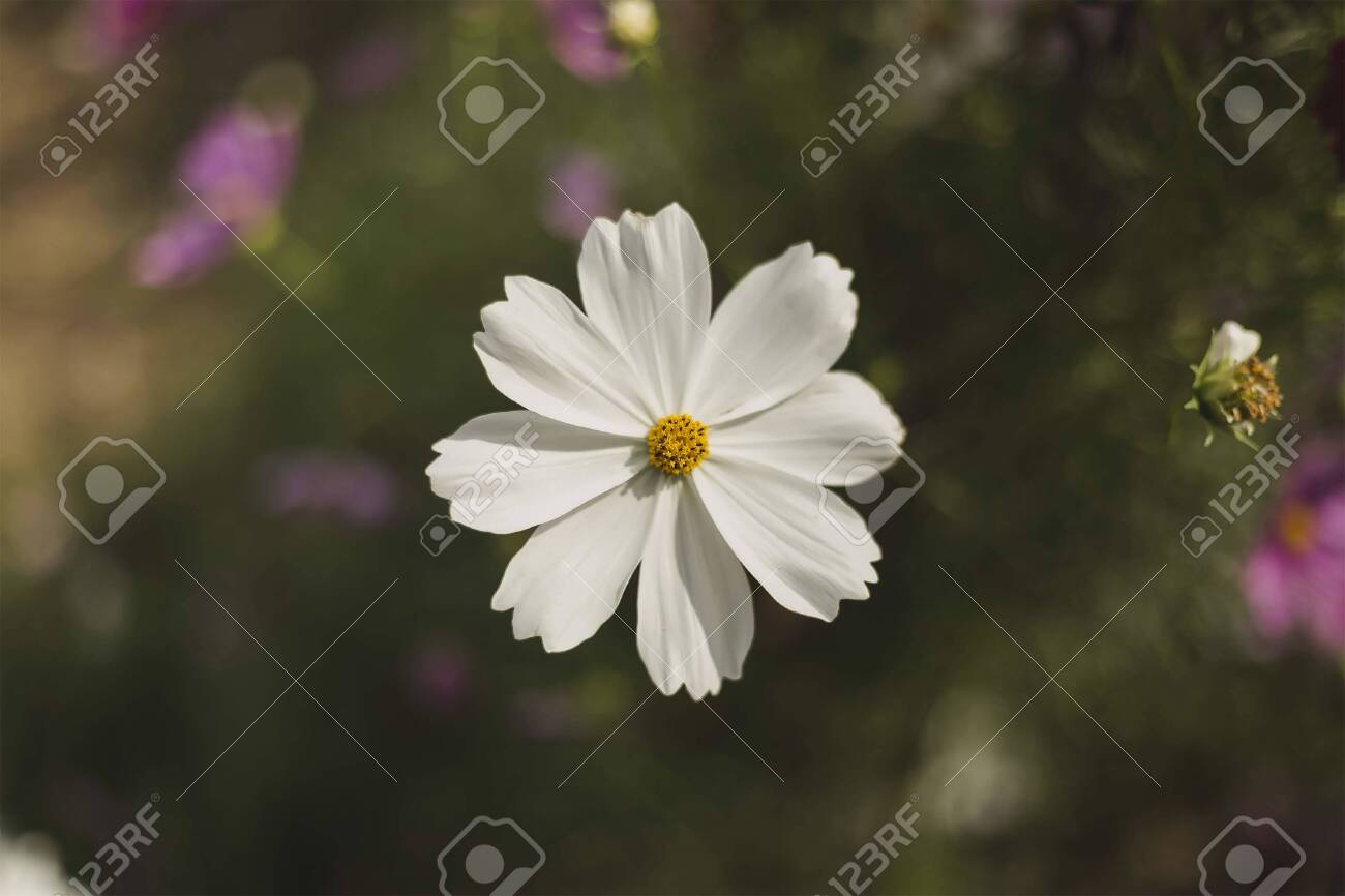 etiam-dictum-ipsum-a-felis