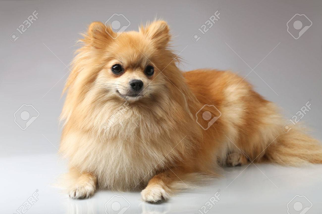 小さなジャーマン スピッツ の写真素材 画像素材 Image