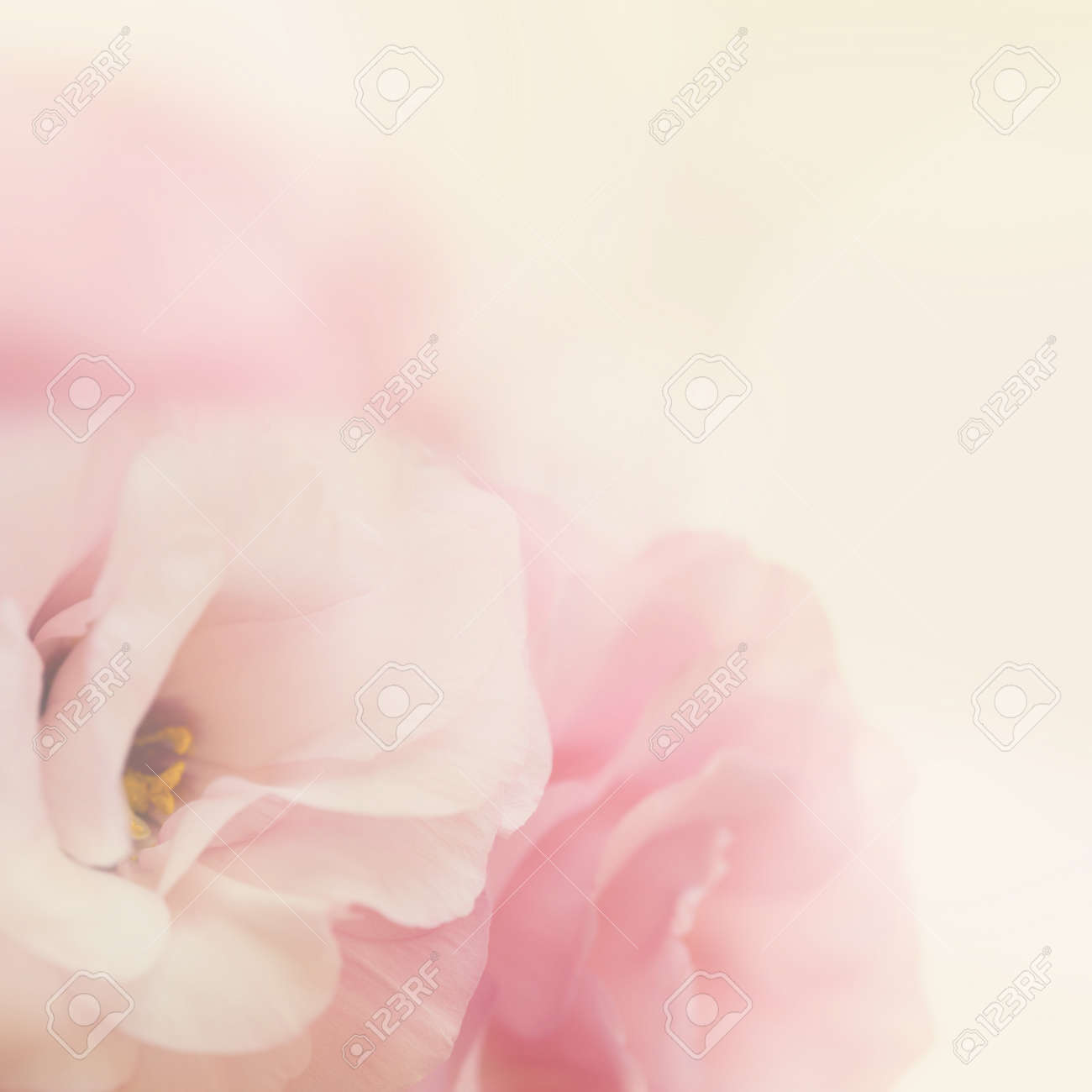 Vintage Gentle Pink Flowers Background- Macro Stock Photo, Picture and  Royalty Free Image. Image 39336960., image size:1300x1300