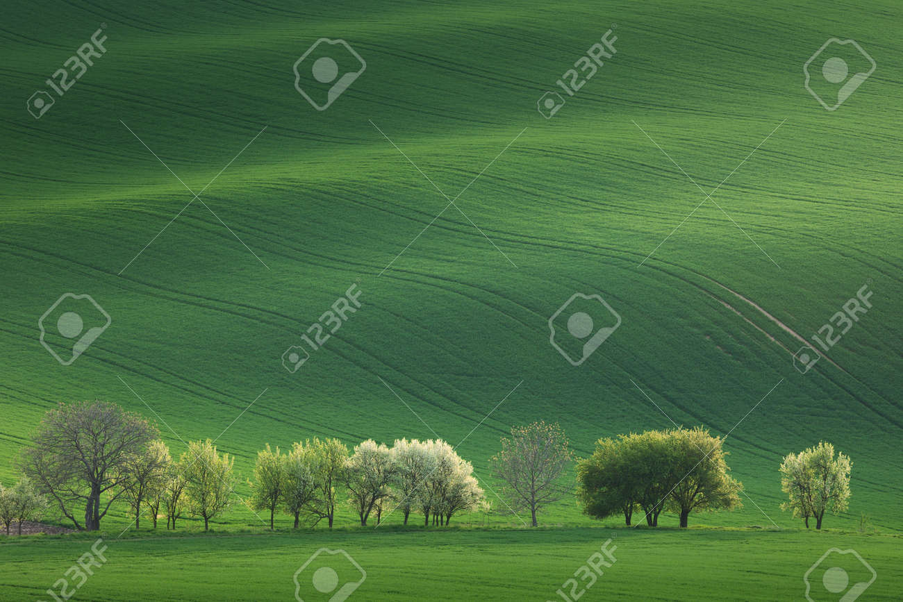 Blossom Trees overlooking rolling hills with fields in sunset light suitable for backgrounds or wallpapers, natural minimalism landscape, South Moravia, Europe - 54725297 Blossom Trees overlooking rolling hills with fields in sunset light suitable for backgrounds or wallpapers, natural minimalism landscape, South Moravia, Europe - 54725297
