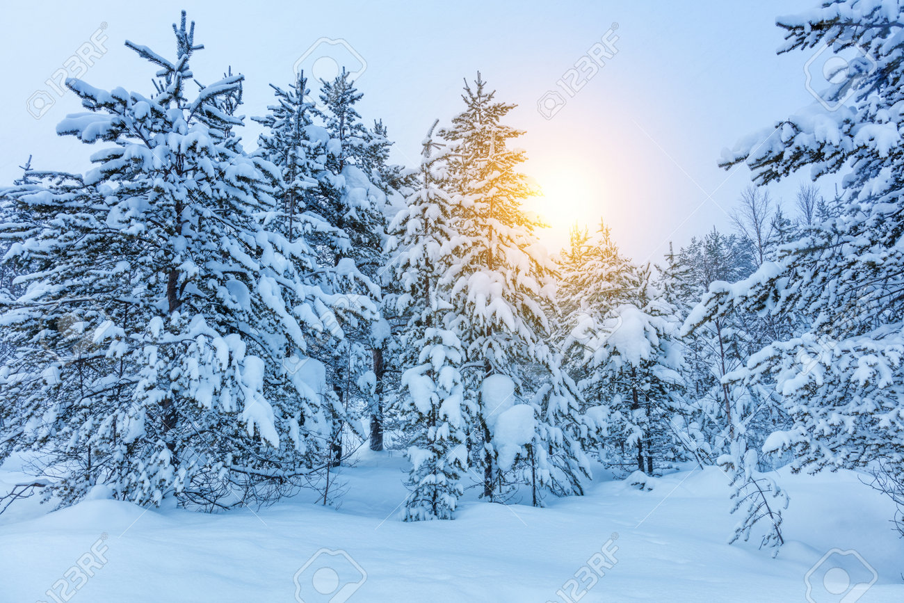 冬の森林 ブリザードは 青色冬景色背景後雪がたくさんの木を凍結 の写真素材 画像素材 Image