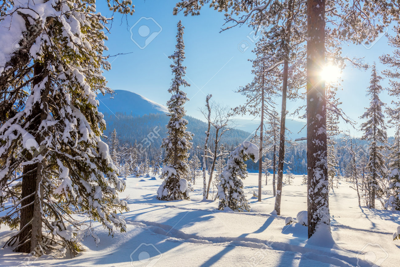 67951500-amazing-winter-sunny-landscape-wallpaper-with-sun-and-snow-covered-trees-beautiful-northern-nature.jpg