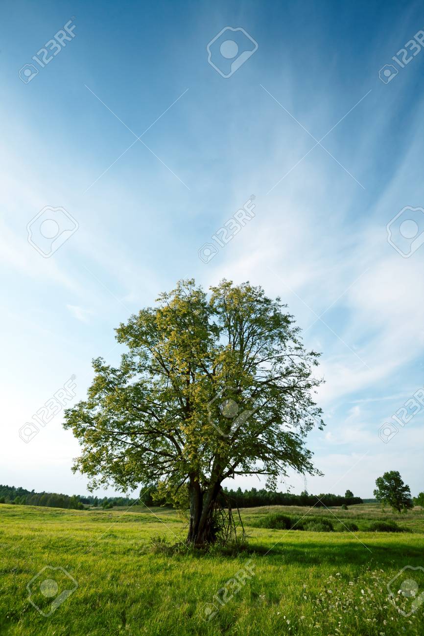 素敵な夏の夜の草原の木 の写真素材 画像素材 Image