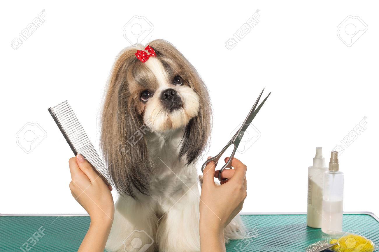 櫛とはさみ 白で隔離でトリマーの手で美しいシーズー犬 の写真素材 画像素材 Image 4186