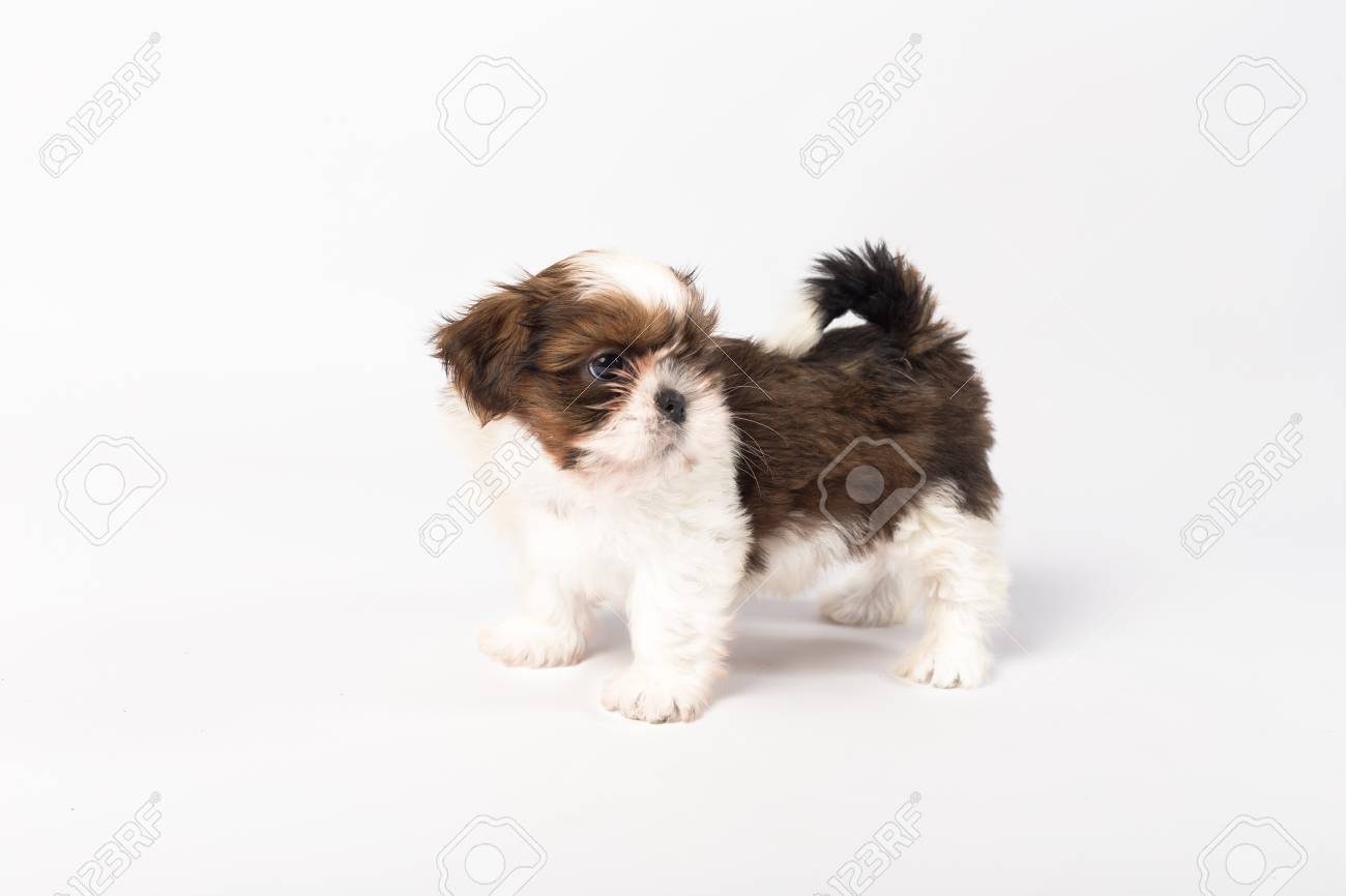 One Funny Shih Tzu Puppy Isolated On White Background Stock Photo