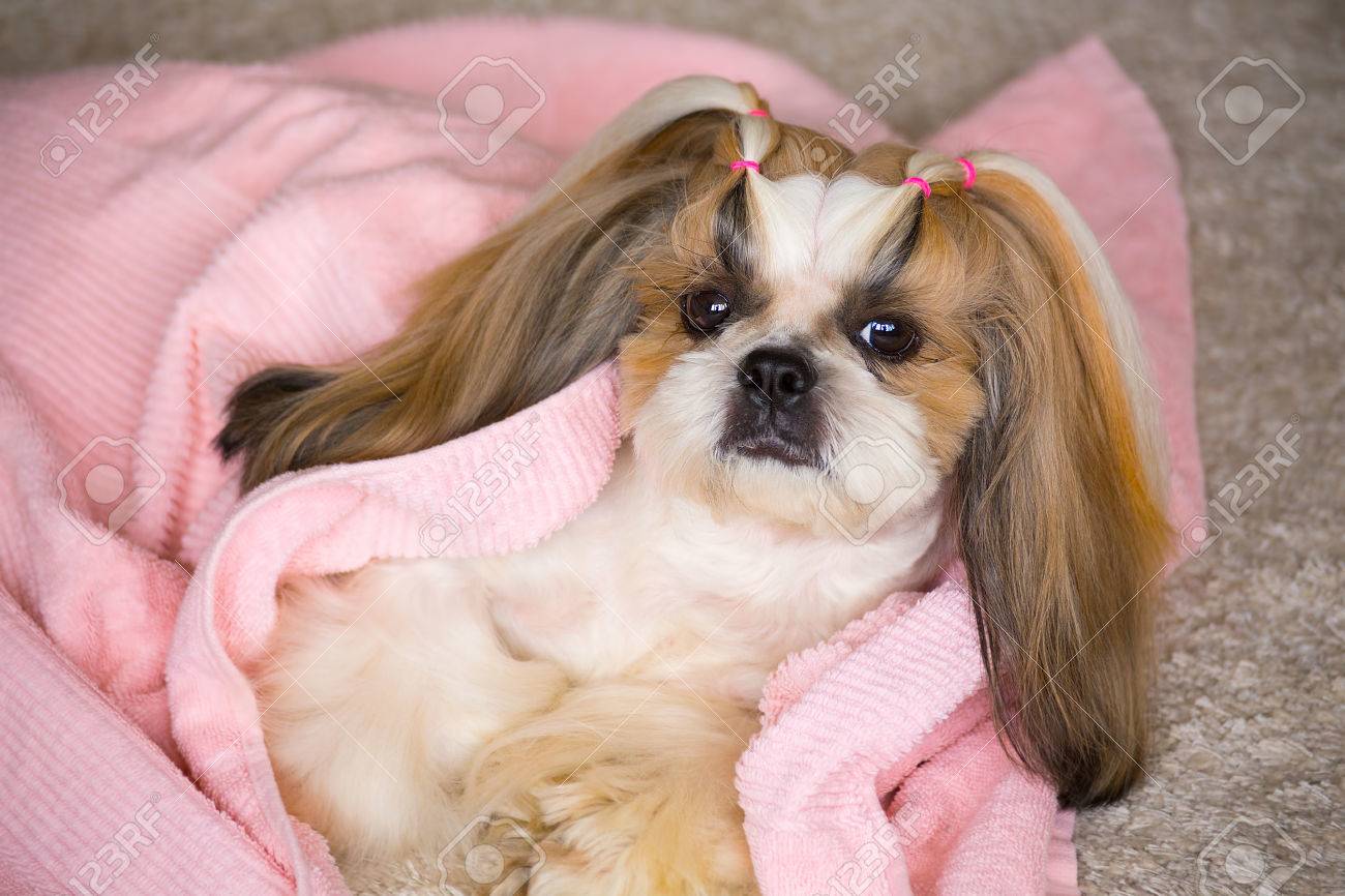 funny shih tzu haircuts