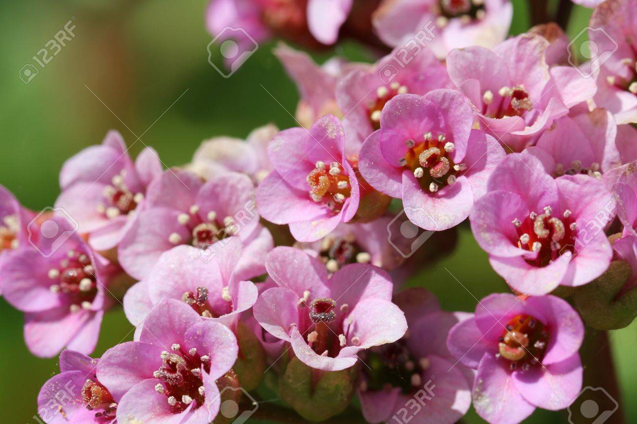 Common Garden Flowers Pink wonderful common garden flowers 13 about remodel with to design Common Garden Flowers Pink wonderful common garden flowers 13 about remodel with to design