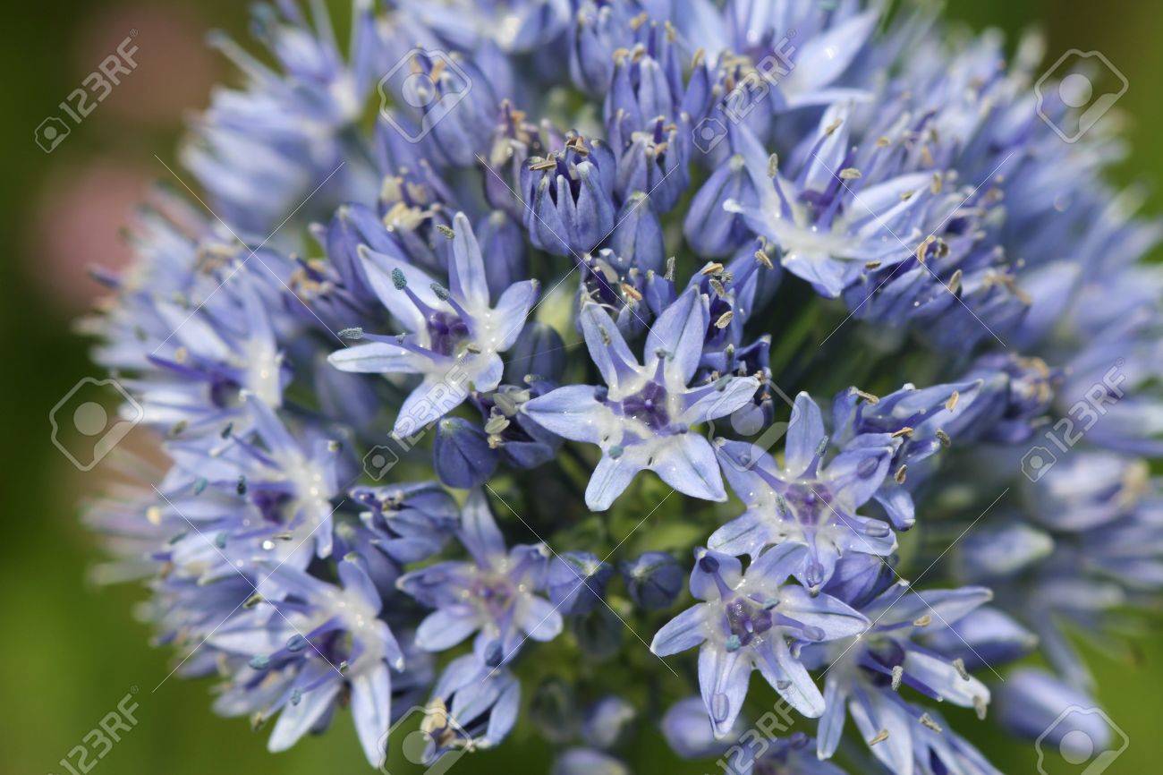 青ネギのカエルレウムまたは青いグローブ タマネギ花序の花の中の雨の滴を の写真素材 画像素材 Image