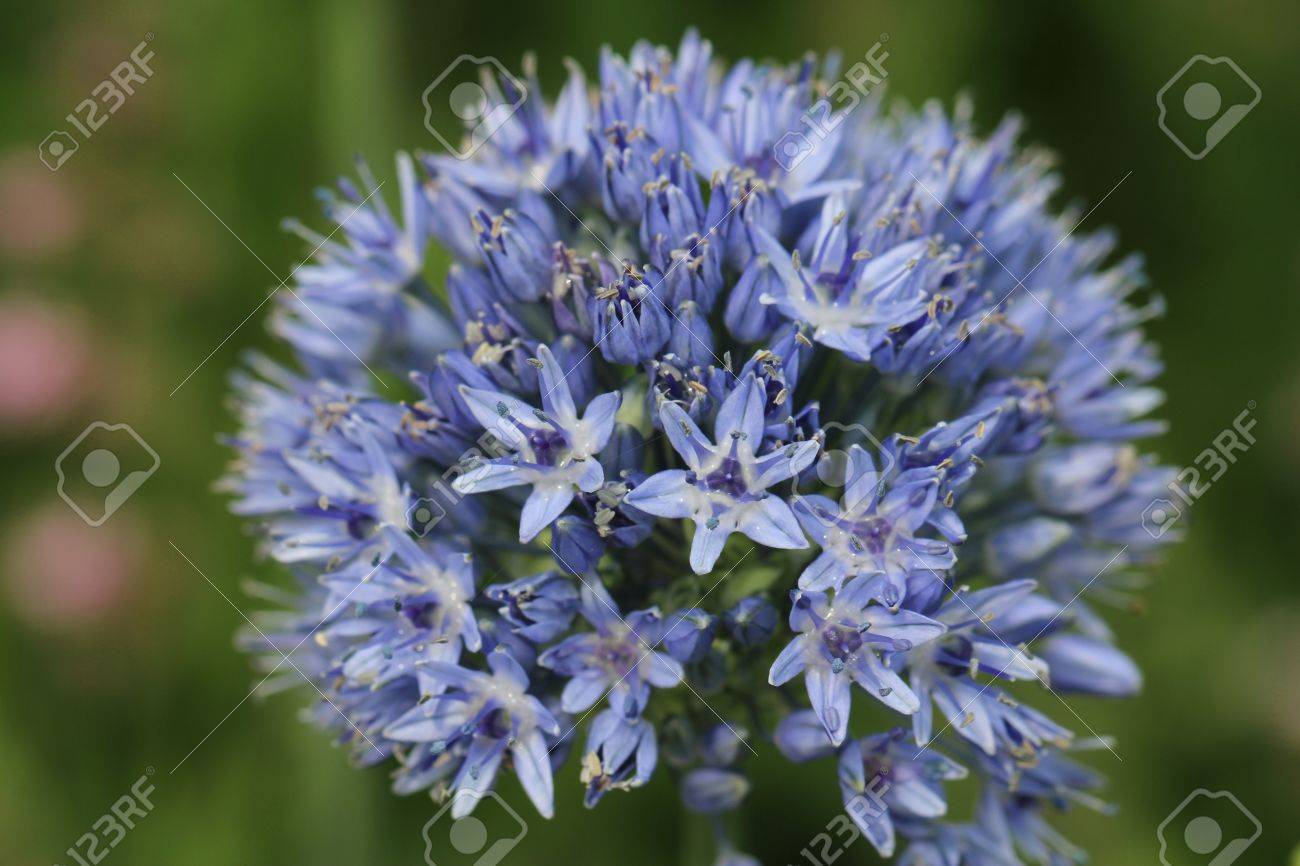 花序の花の中の雨の滴を青いグローブ タマネギとも呼ばれる青のアリウム カエルレウム の写真素材 画像素材 Image