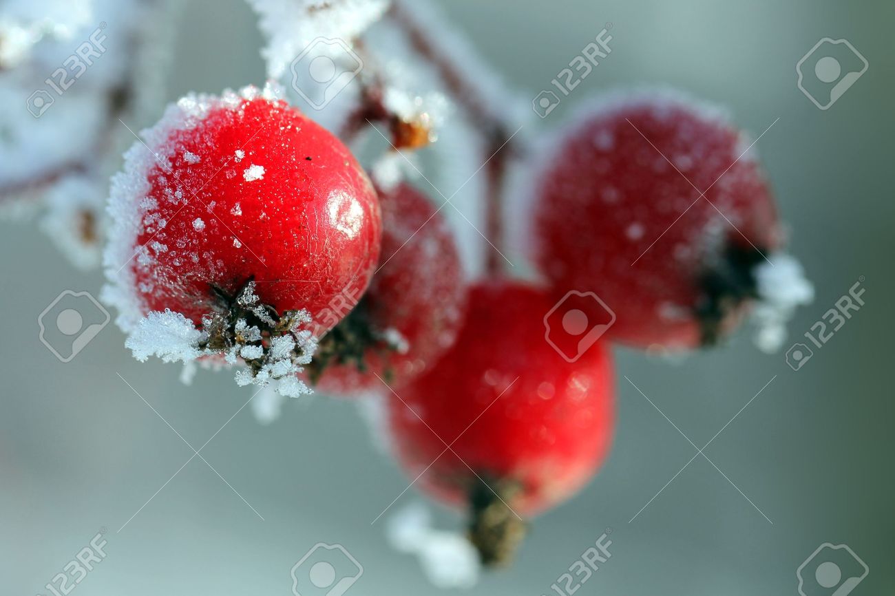 Red rowan berries covered with ice and frost, suitable for holiday season images - 16098059 Red rowan berries covered with ice and frost, suitable for holiday season images - 16098059