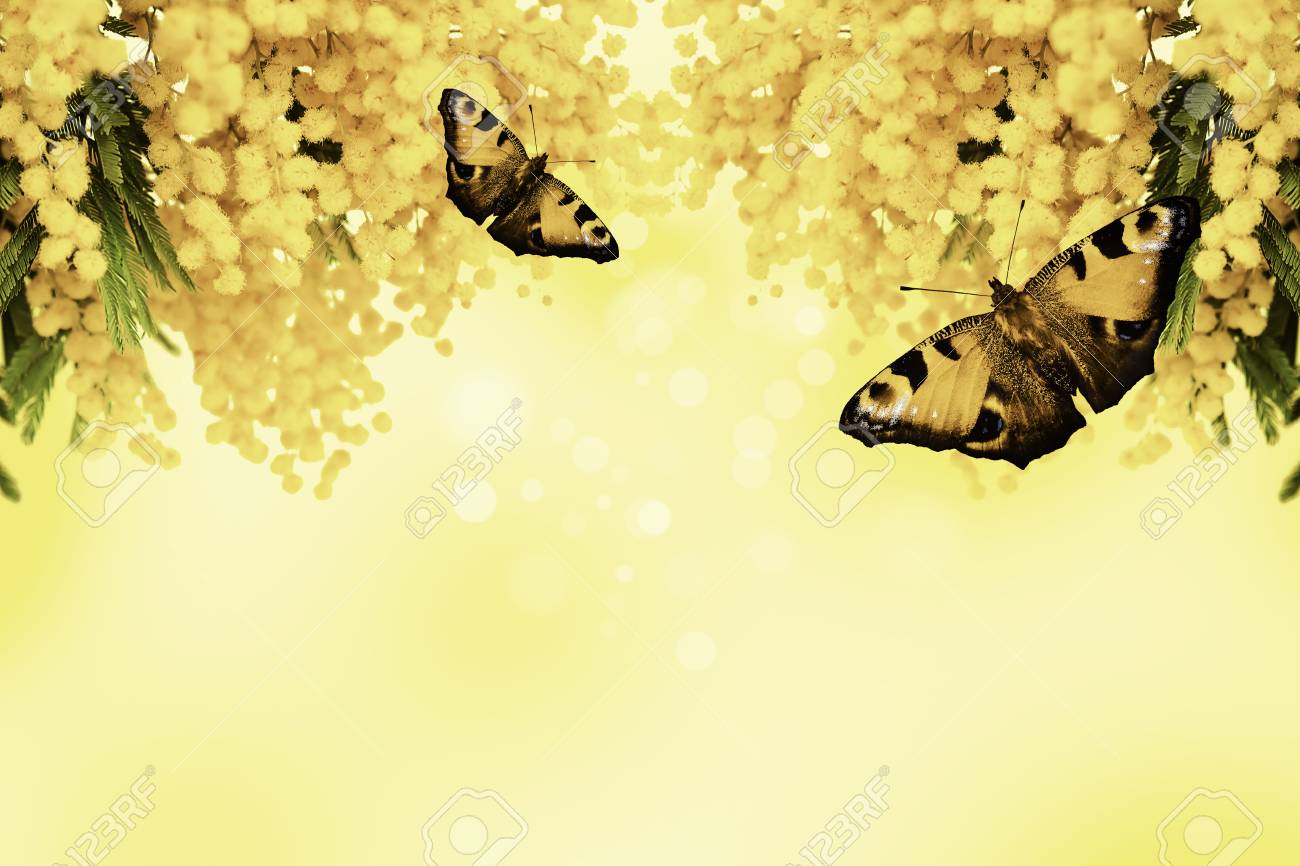 immagini mimosa fiore da scarica
