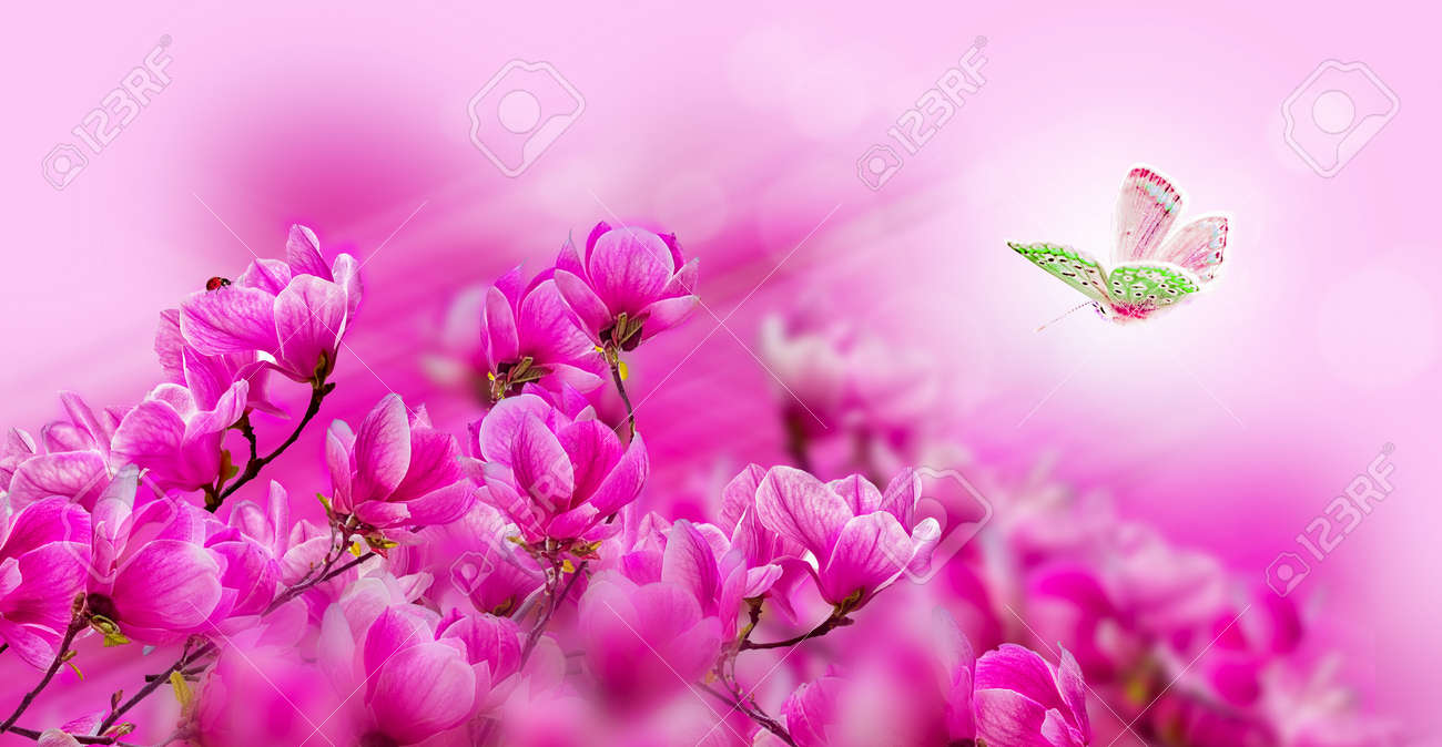 Twig with blooming pink magnolia flowers, butterfly and ladybug closeup  over pink background. Shallow depth beautiful wildflowers. Delicate retro  colors pastel toned. Macro banner background. Greeting card template. Copy  space. Nature floral, image size:1300x674