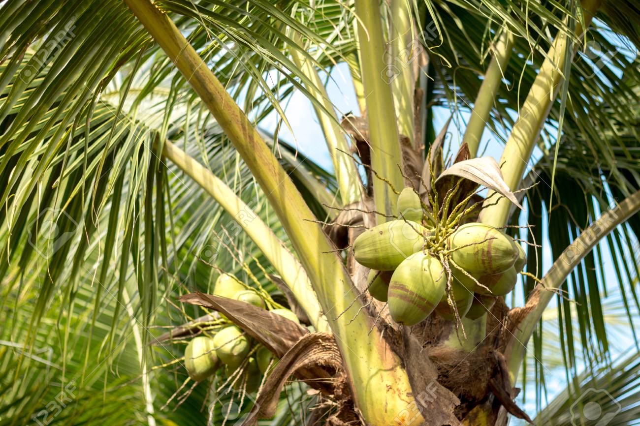 ヤシの木のココナッツ の写真素材 画像素材 Image