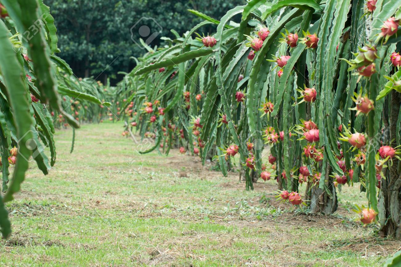 植物上のドラゴンフルーツ 木に生ピタヤ果実 ピタヤまたは Pitahaya は 南北アメリカ原産のいくつかのサボテンの種の果実です の写真素材 画像素材 Image