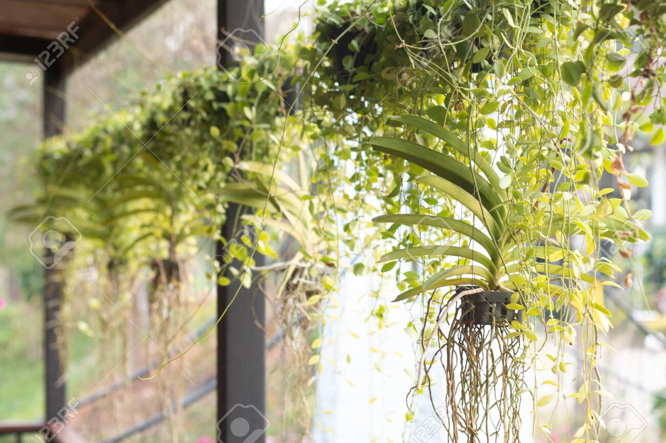 Decorative Macrame Plant Hangers In Restaurant Stock Photo