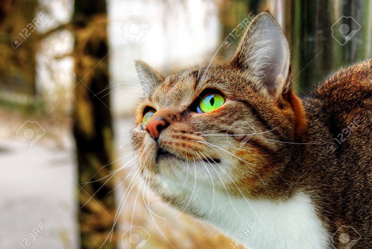 38496474-My-Brown-cat-and-bright-green-with-yellow-eyes-looking-Stock-Photo.jpg