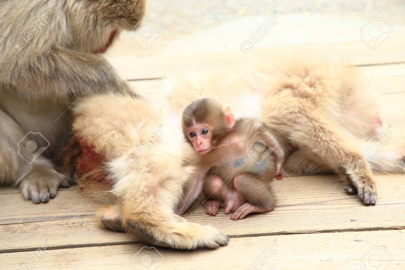 Mignon Petit Bebe Singe Banque D Images Et Photos Libres De Droits Image Mignon Petit Bebe Singe Banque D Images Et Photos Libres De Droits Image