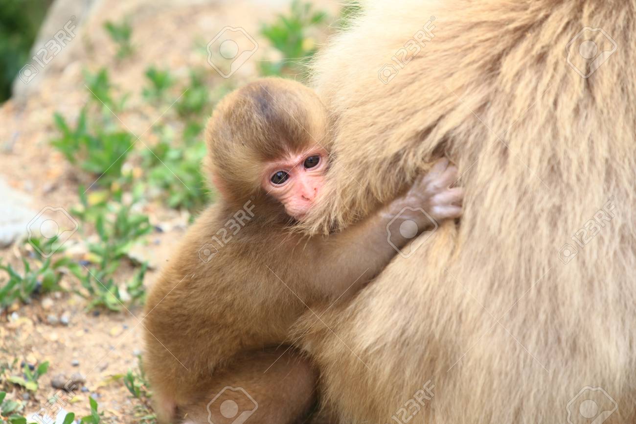 赤ちゃん猿は母にしがみついての写真素材・画像素材 Image 44244483