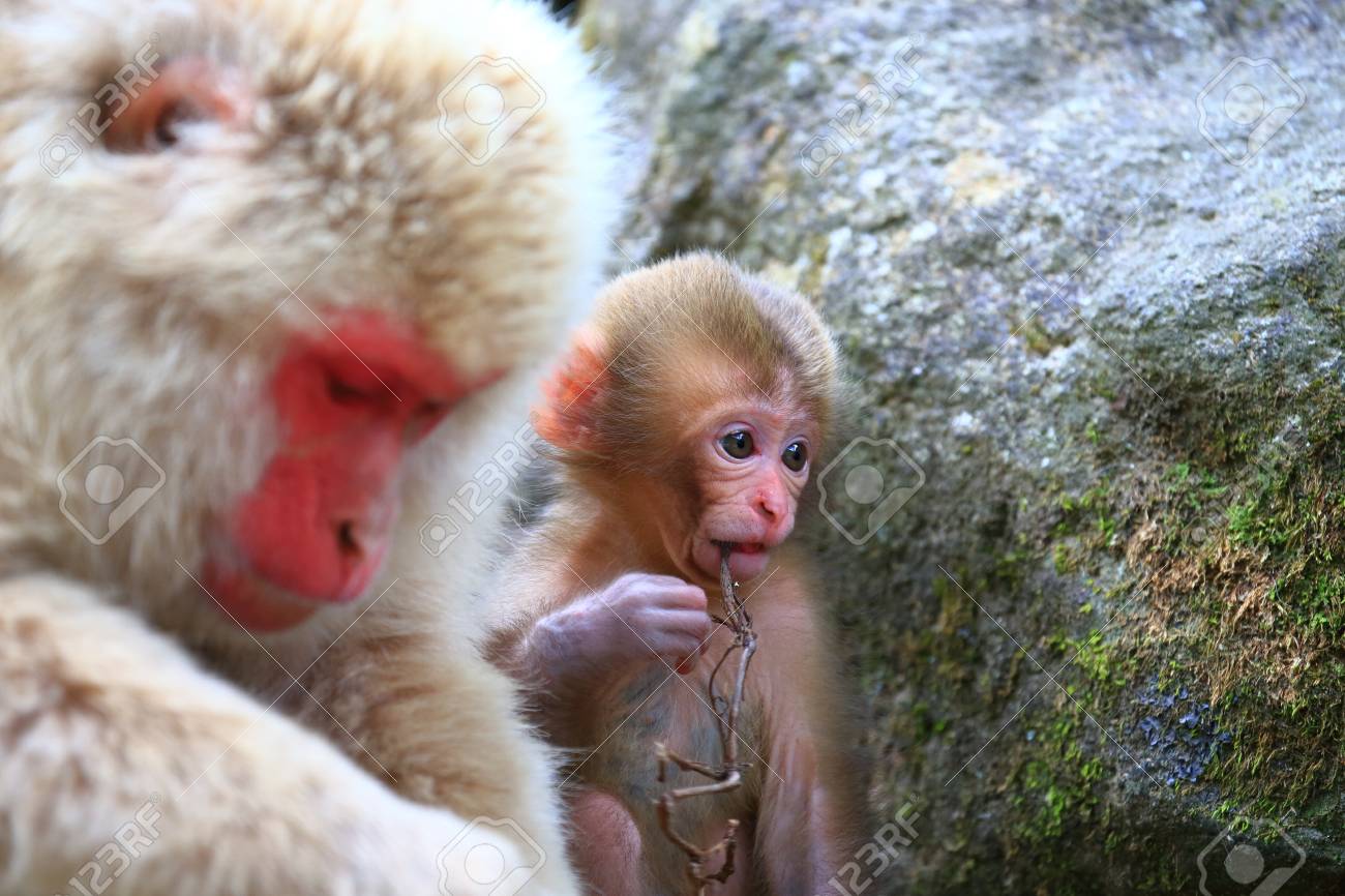Mignon Petit Bebe Singe Banque D Images Et Photos Libres De Droits Image Mignon Petit Bebe Singe Banque D Images Et Photos Libres De Droits Image