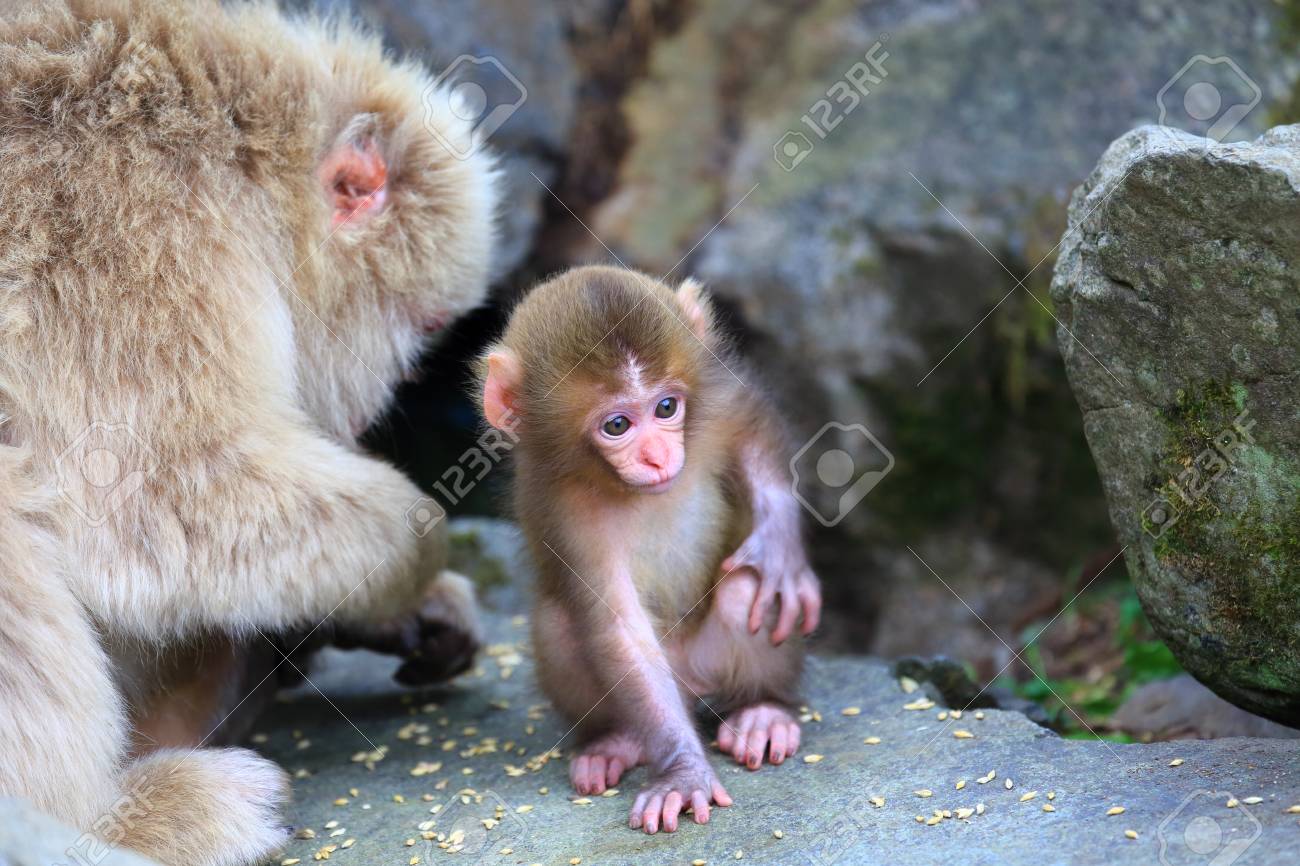 Mignon Petit Bebe Singe Banque D Images Et Photos Libres De Droits Image Mignon Petit Bebe Singe Banque D Images Et Photos Libres De Droits Image