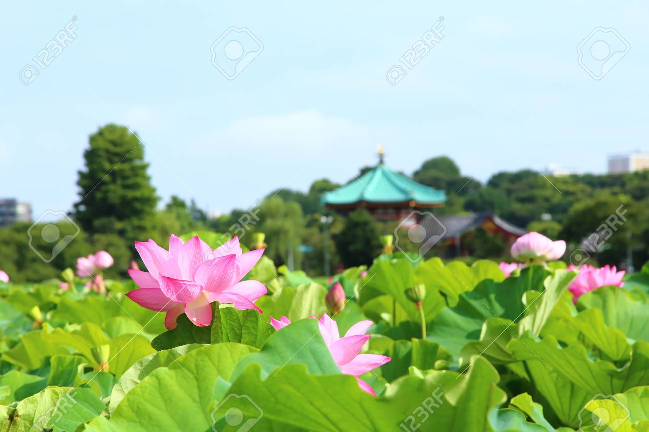 上野公園の不忍池で蓮の花 の写真素材 画像素材 Image