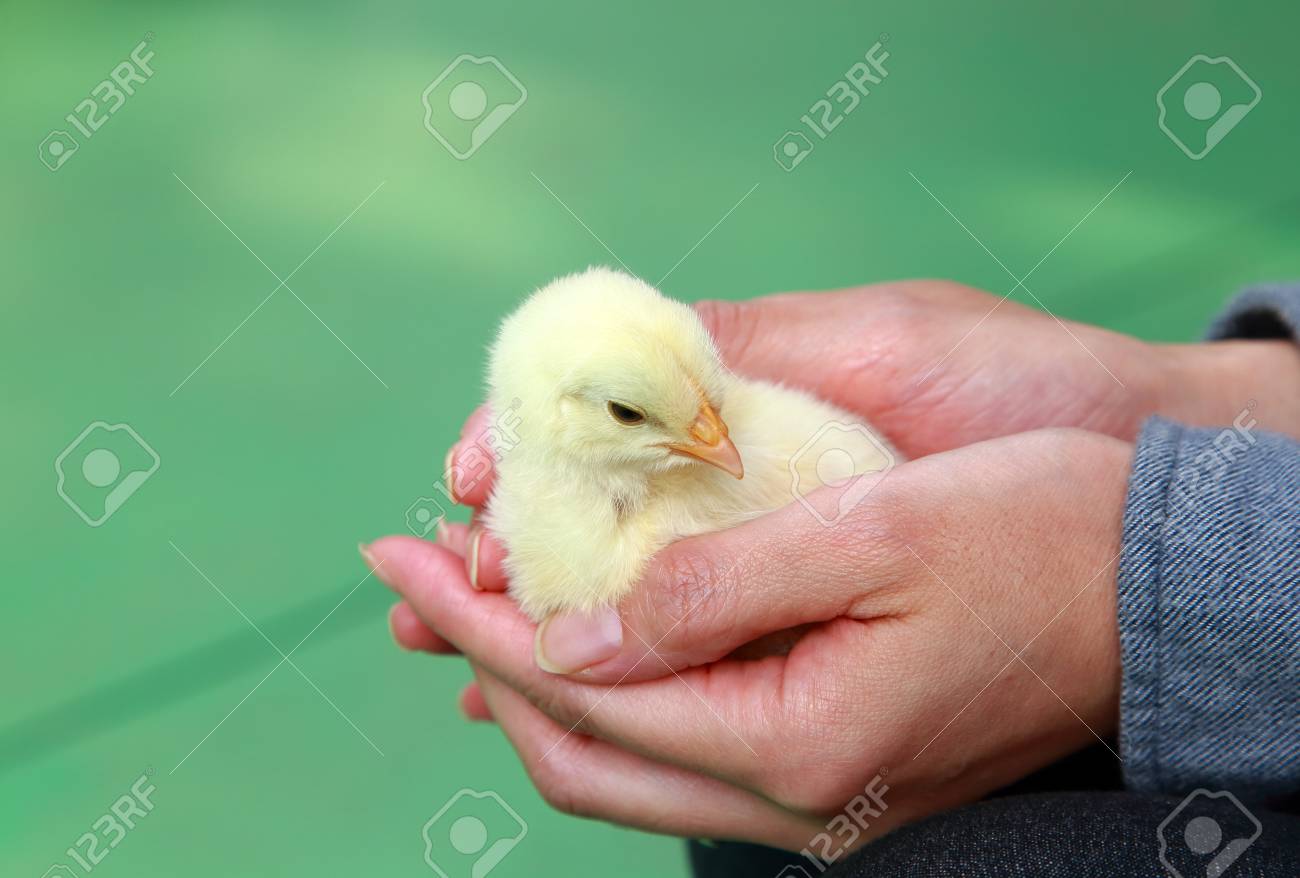 赤ちゃんひよこの手に の写真素材 画像素材 Image