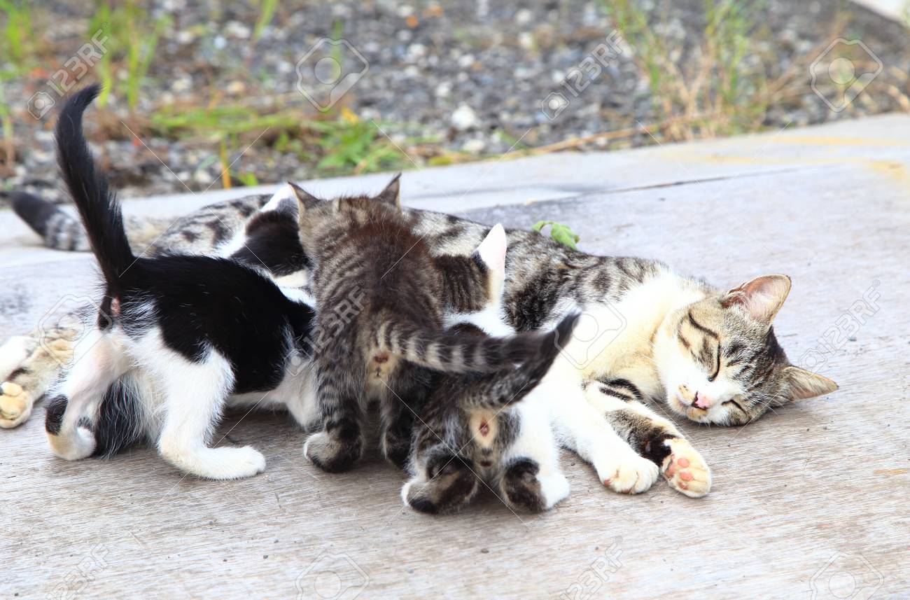 mother cat feeding kittens