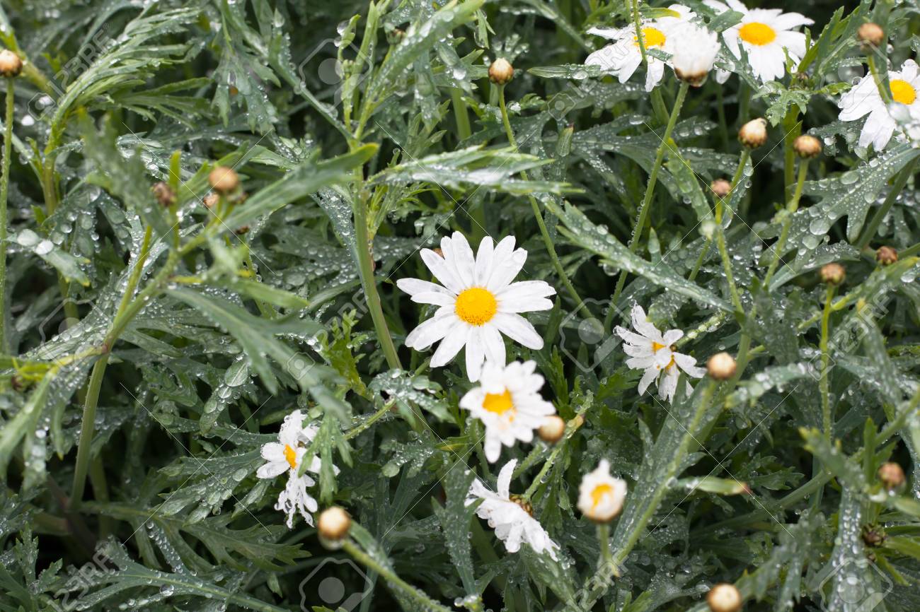 白い小さな菊菊の花 の写真素材 画像素材 Image
