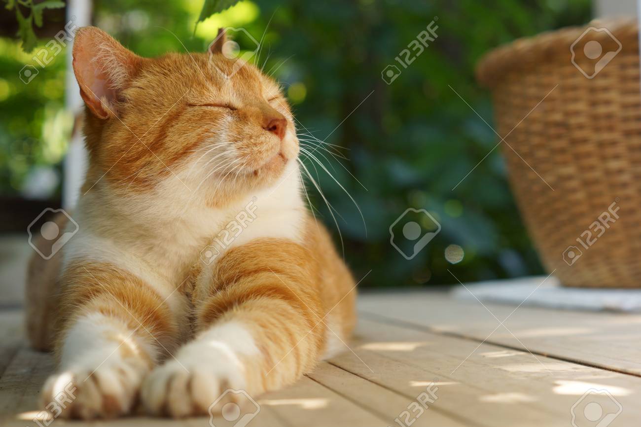 cats relaxing