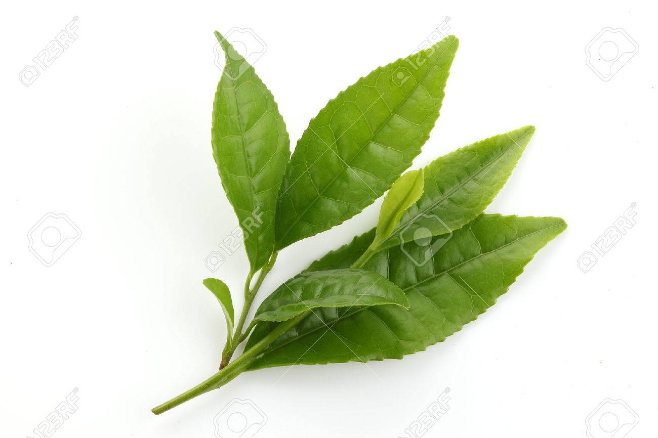 Fresh Green tea leaves isolated on white - 46190843 Fresh Green tea leaves isolated on white - 46190843
