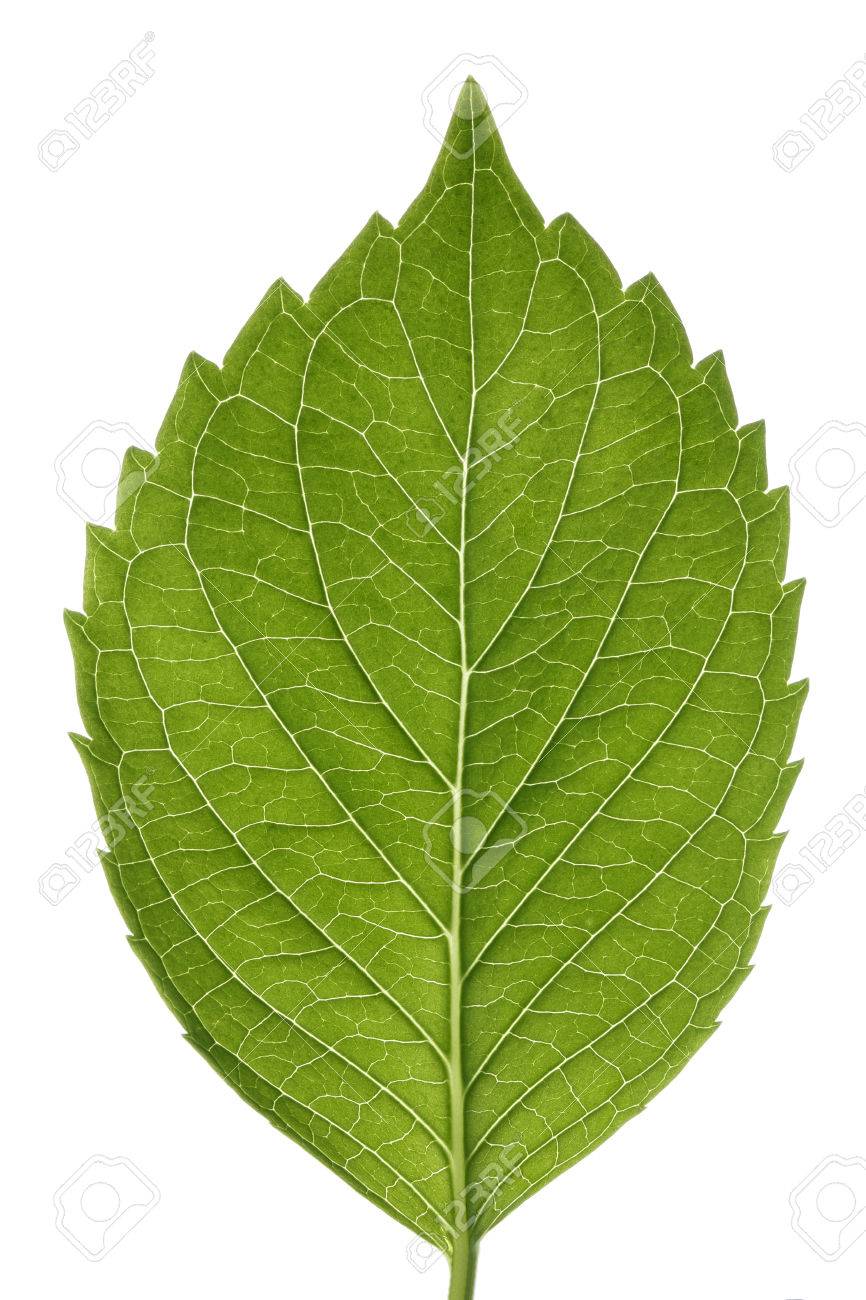 Hydrangea leaf isolated on white... - 46618023 Hydrangea leaf isolated on white... - 46618023