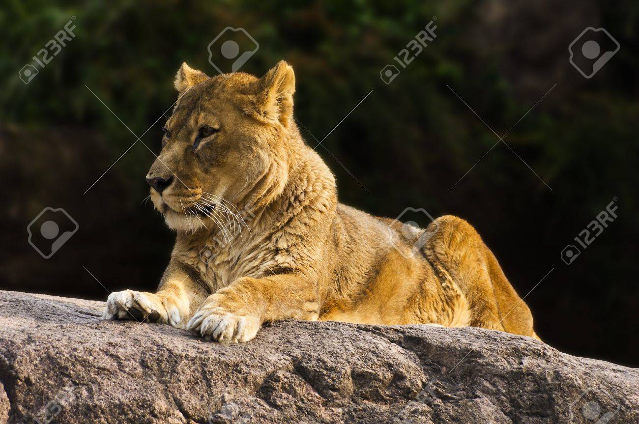 etiam-dictum-ipsum-a-felis