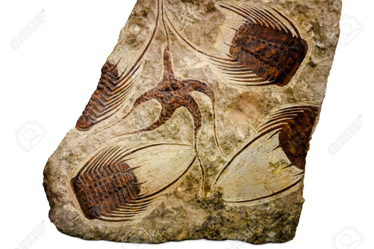 0005モロッコ産三葉虫化石 モロッコ産 三葉虫 化石 モロッコの砂漠