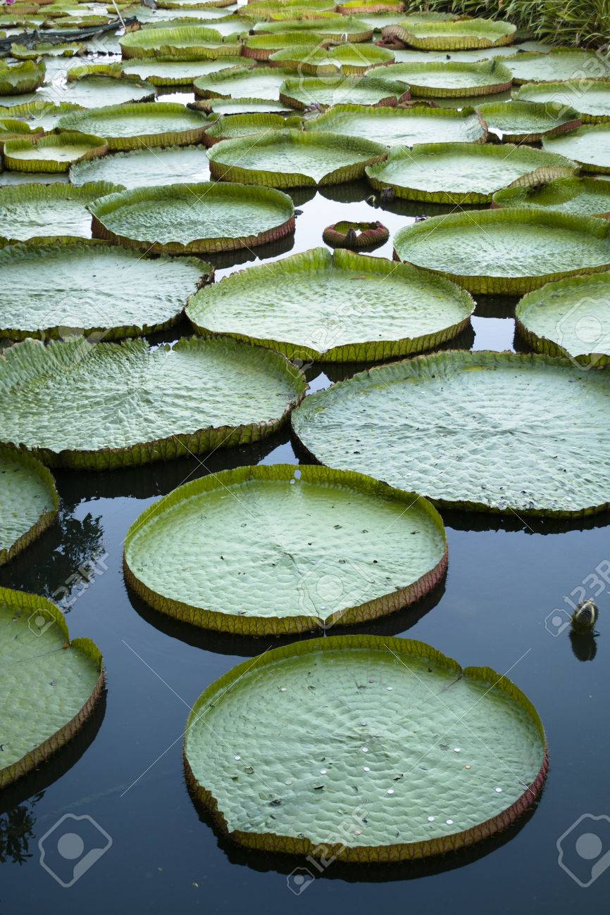 Lotus Lotos Corbel Water Lily Stock Photo Picture And Royalty Free Image Image 43870683