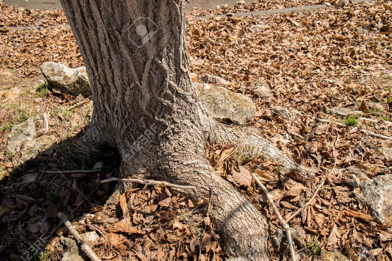 木の根元 の写真素材 画像素材 Image