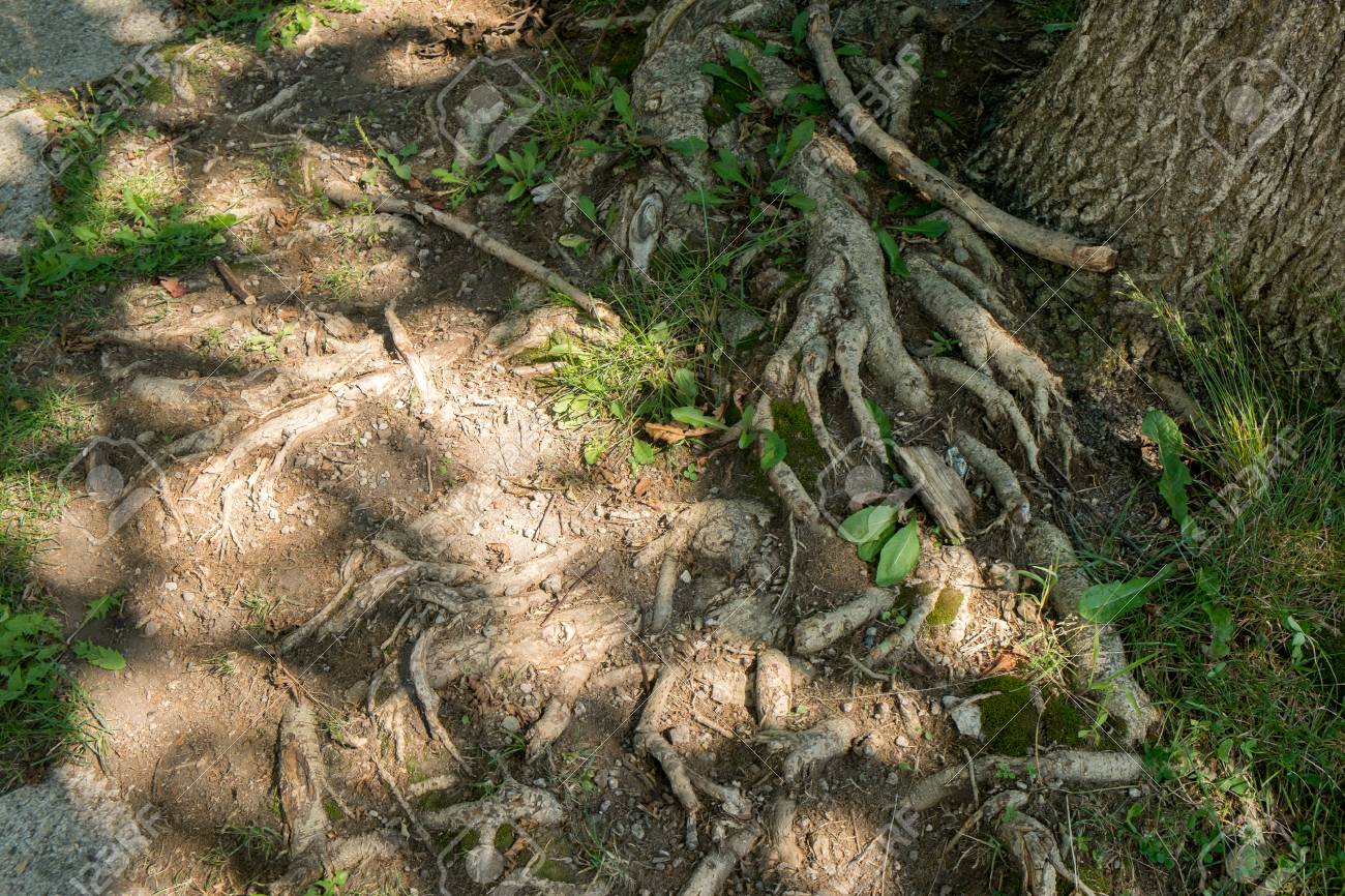 木の根元 の写真素材 画像素材 Image