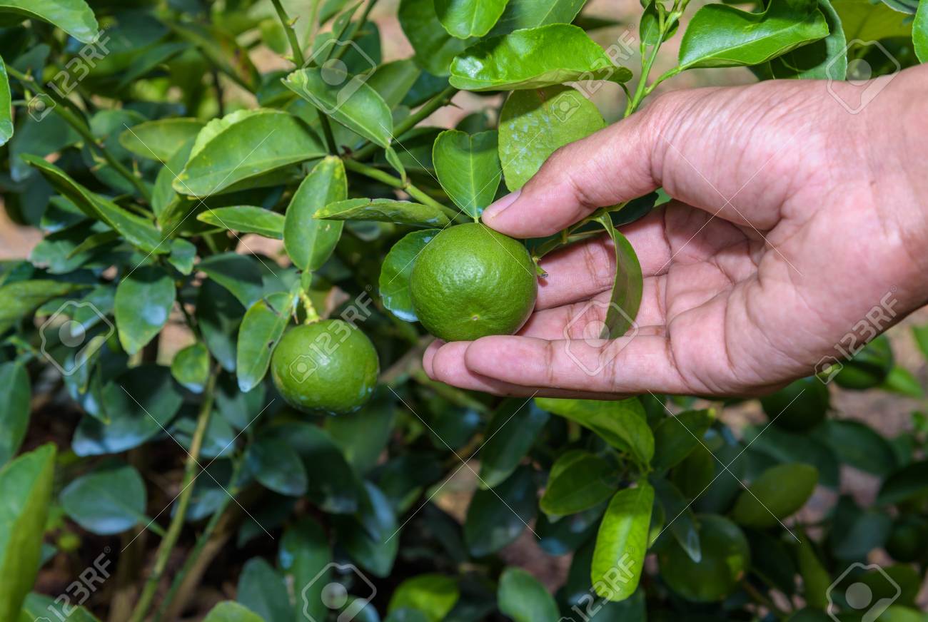 Resultado de imagen para agricultor limonero