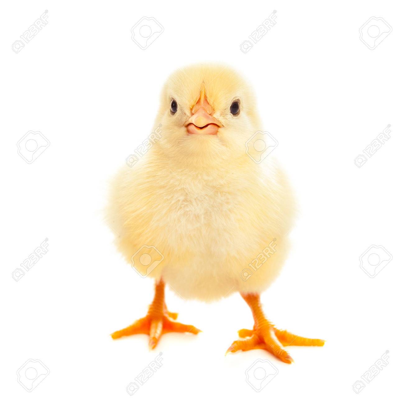 cute little chicken isolated on white background stock photo