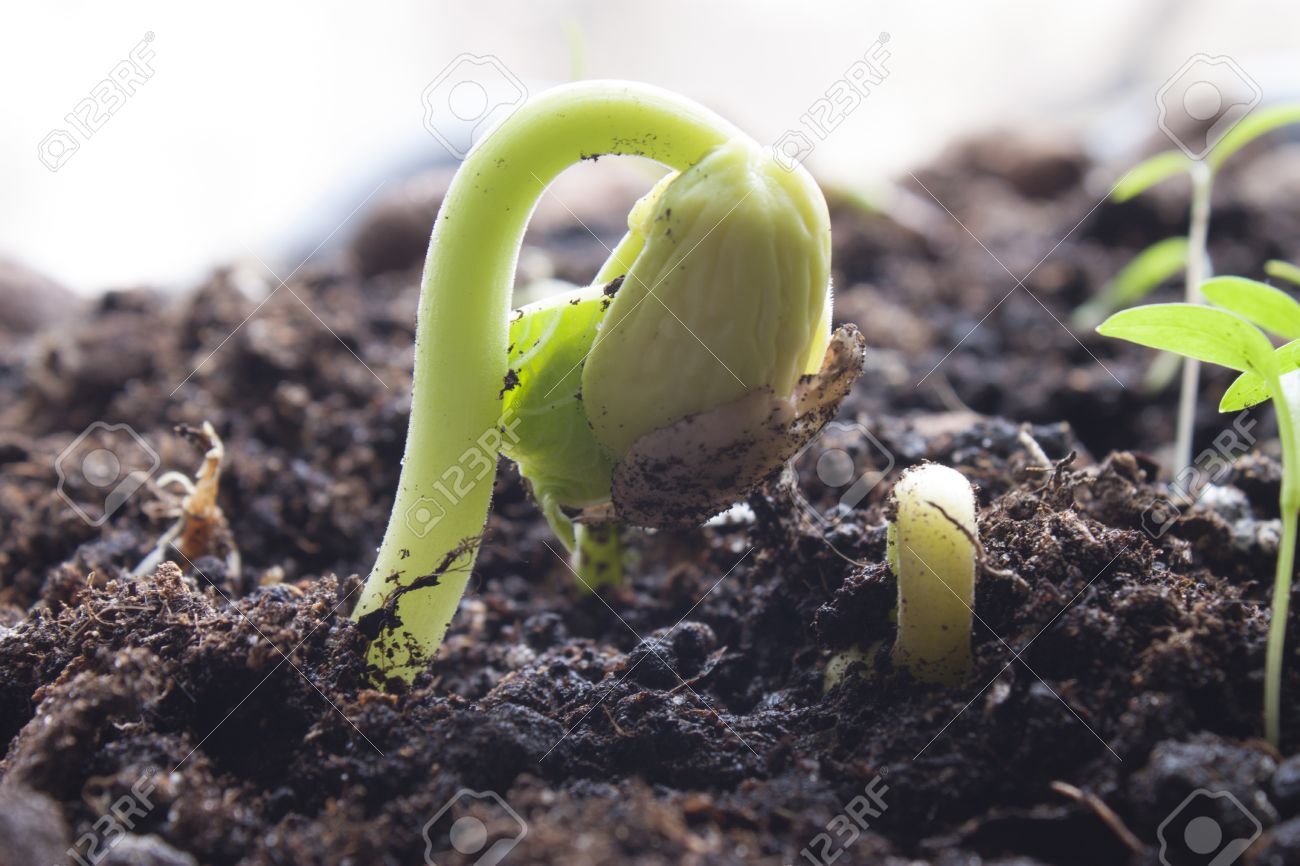 地球のインゲンマメの発芽 の写真素材 画像素材 Image