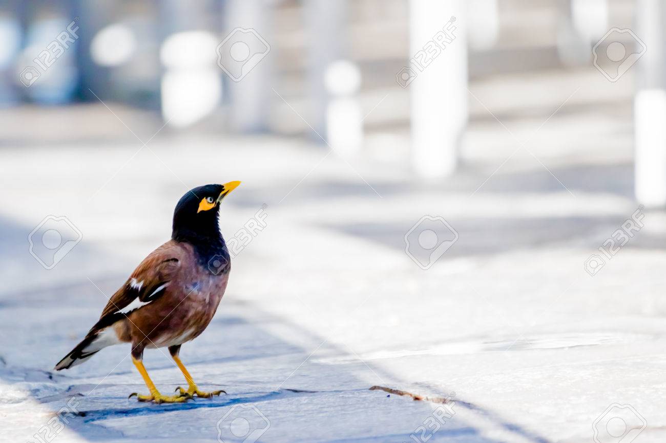 etiam-dictum-ipsum-a-felis