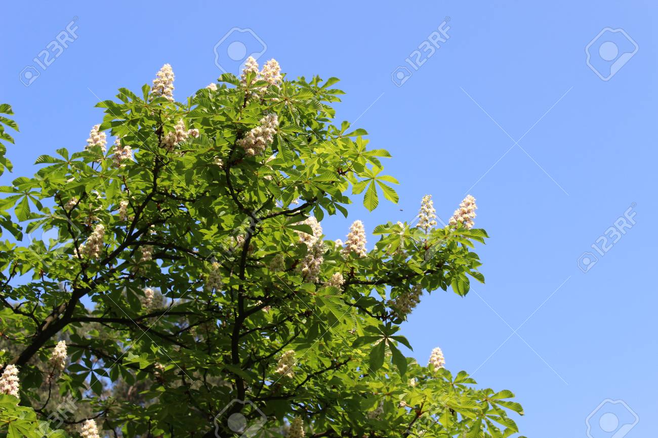 葉と春に 木の花マロニエの花 の写真素材 画像素材 Image