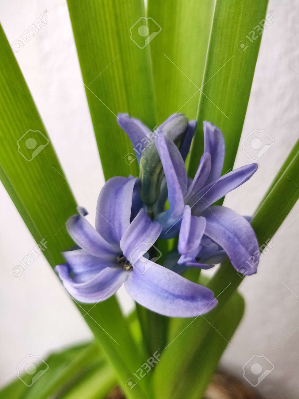 etiam-dictum-ipsum-a-felis