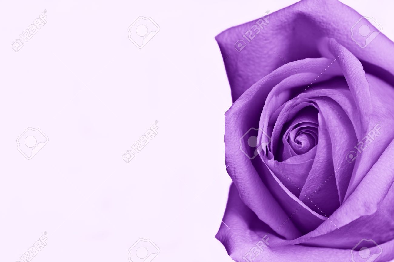 2019 year look- Rose Purple white background 2019 year for girls- Rose Purple white background