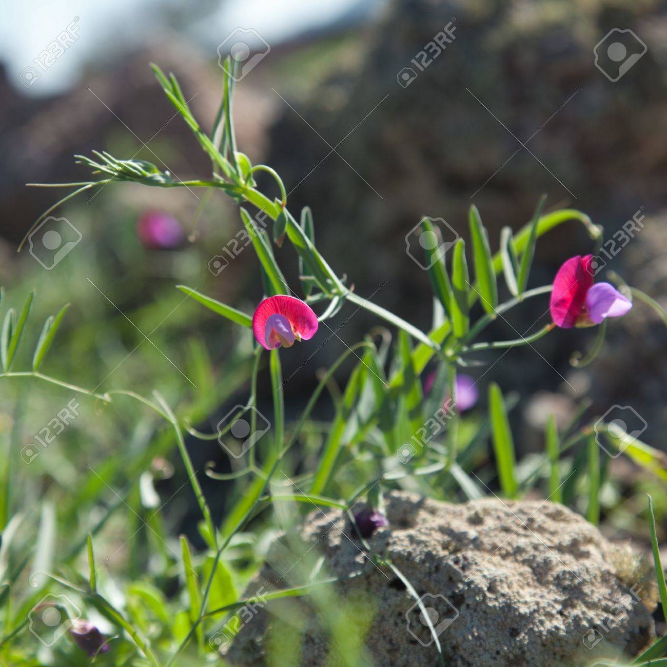 スイートピー Clymenum 野生の甘いエンドウ豆を開花 の写真素材 画像素材 Image